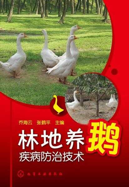 养鹅崽技术：老农心得大公开