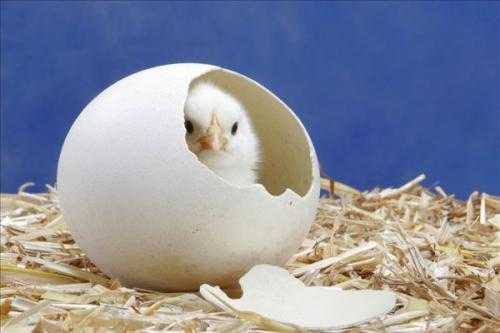 农家孵化有妙招，电热毯里孵出金蛋蛋