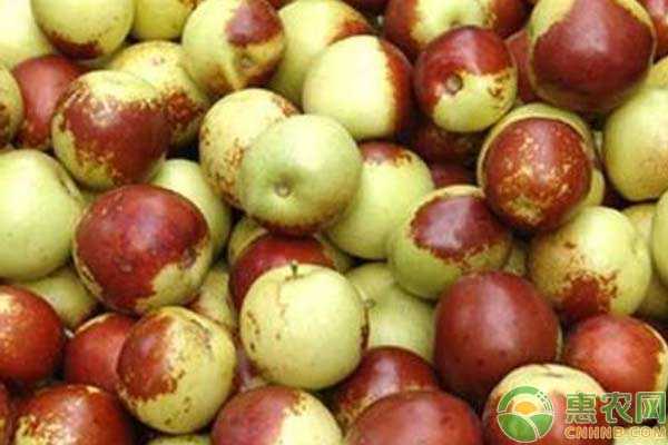 冬枣管理全攻略：从新手到高手的视频宝典