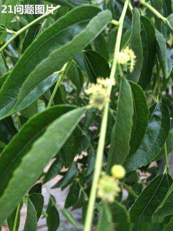 冬枣管理全攻略：从新手到高手的视频宝典