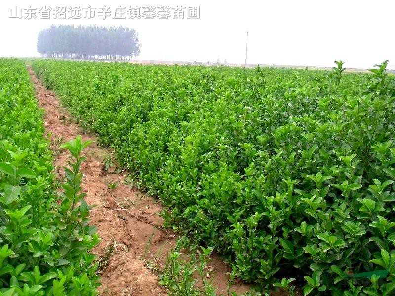 冬青扦插不难搞，手把手教你从枝条变苗苗