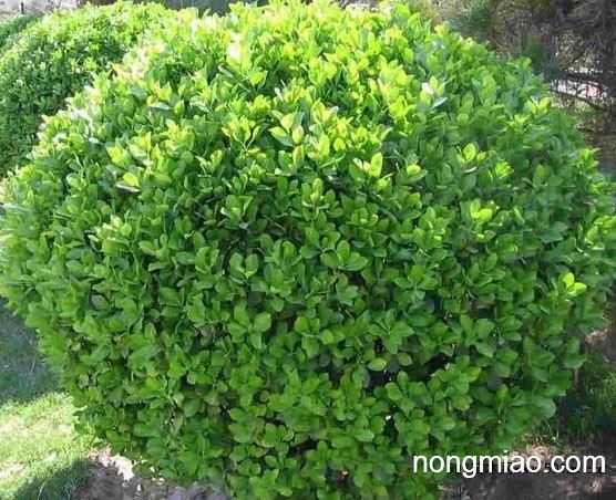 冬青扦插不难搞，手把手教你从枝条变苗苗