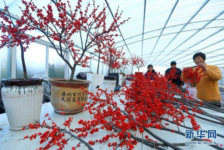 冬青树种植全攻略：从种子到绿篱的保姆级教程