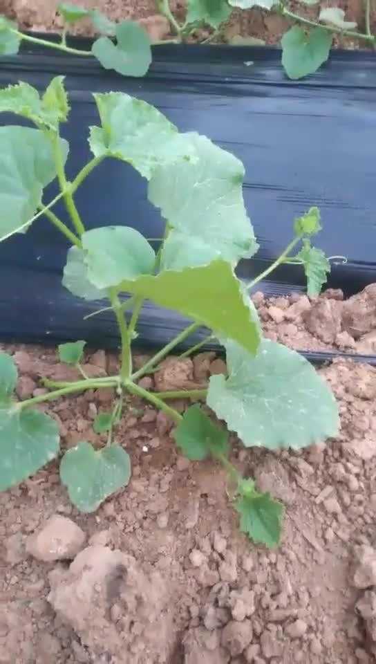 决明种植那些事儿：从选种到收获的全流程门道