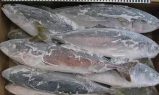 冻鱼复活技术大:让你的鱼儿重获新生 冻鱼复活技术大:让你的鱼儿重获新生