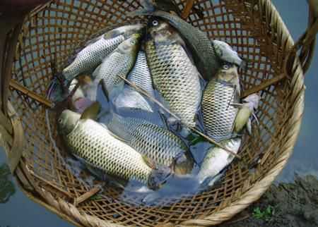 冻鱼复活技术大:让你的鱼儿重获新生 冻鱼复活技术大:让你的鱼儿重获新生