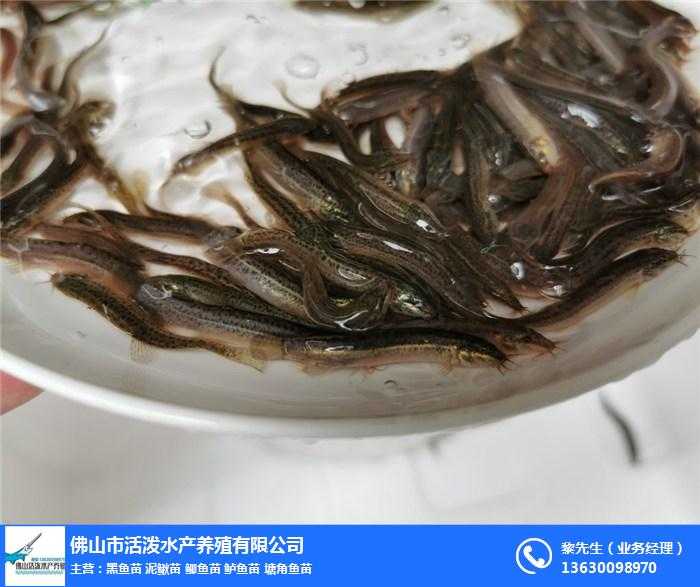 南方大口鲶养殖全攻略：从选苗到收鱼的致富门道