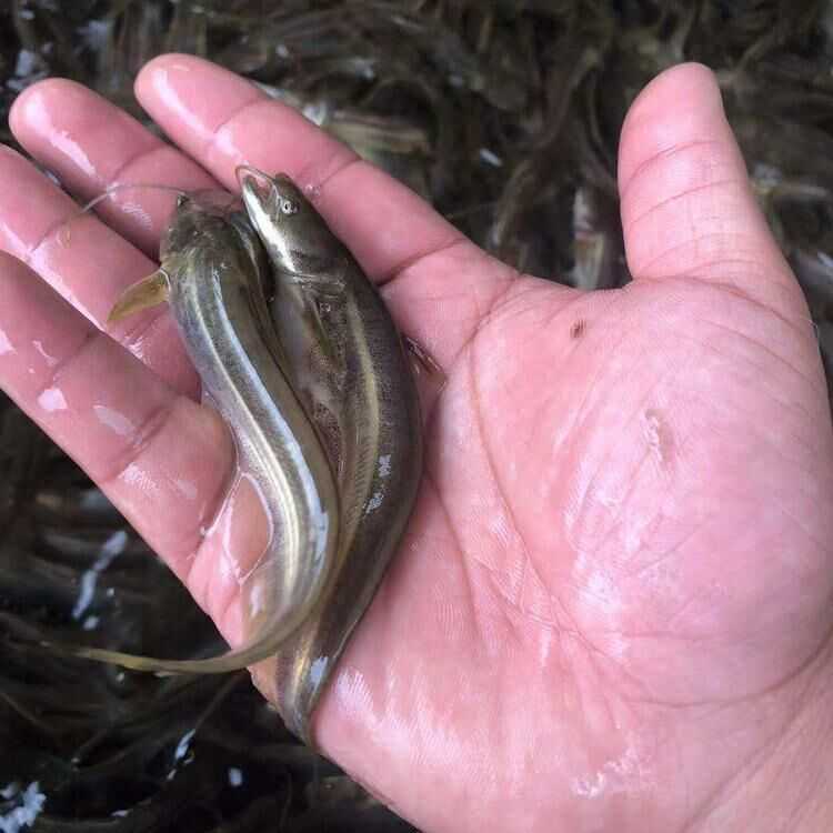 南方大口鲶养殖全攻略：从选苗到收鱼的致富门道