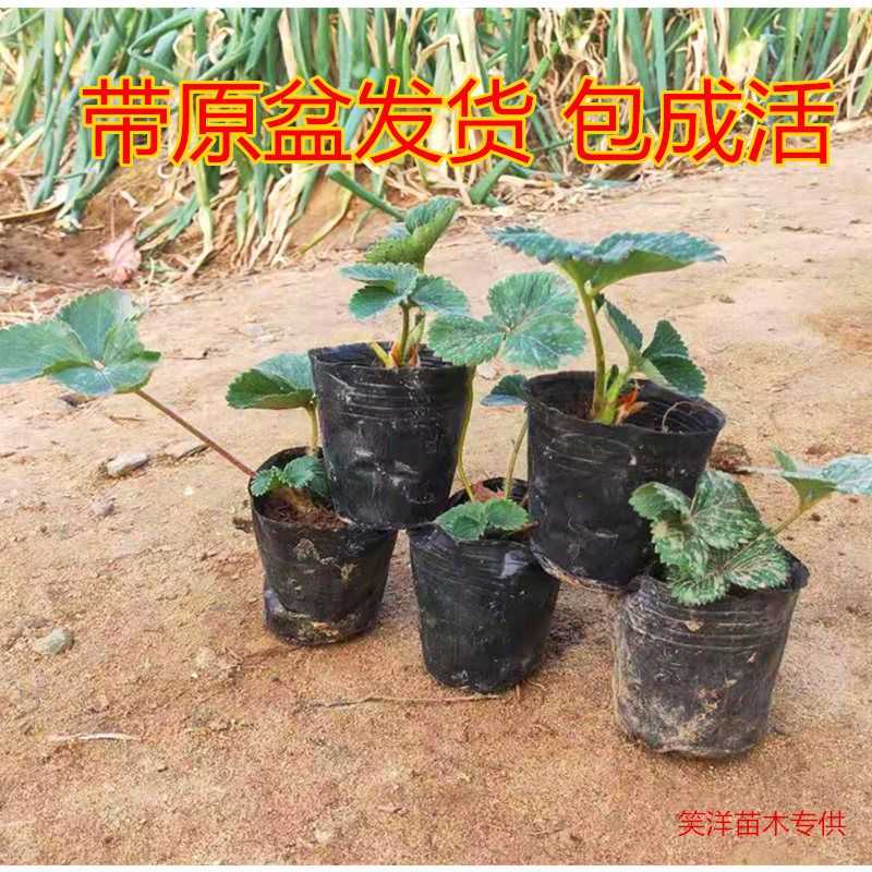 南方露天草莓种植技术：老农经验与科学管理结合之道