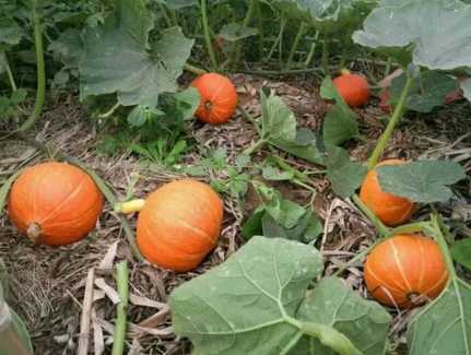 南瓜种植施肥全攻略:从选种到膨大期,手把手教你结出大南瓜 南瓜种植施肥全攻略:从选种到膨大期,手把手教你结出大南瓜