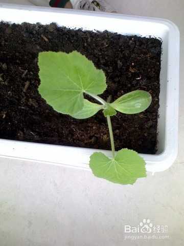 南瓜种植施肥全攻略:从选种到膨大期,手把手教你结出大南瓜 南瓜种植施肥全攻略:从选种到膨大期,手把手教你结出大南瓜