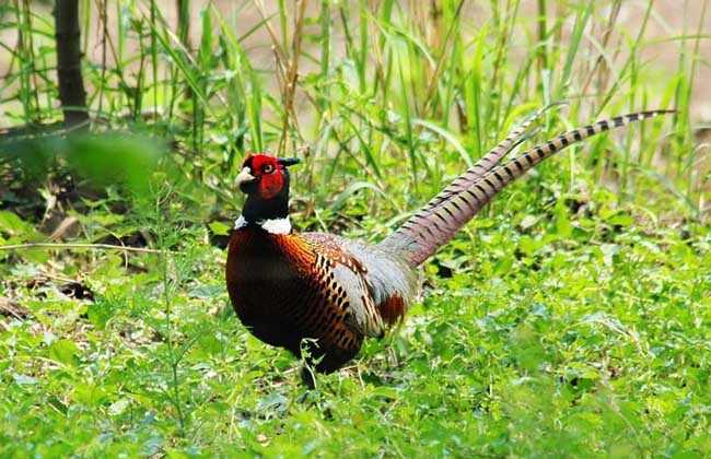 卢氏鸡养殖的那些门道儿 卢氏鸡养殖的那些门道儿