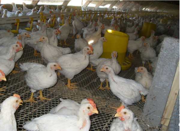 卢氏鸡养殖的那些门道儿 卢氏鸡养殖的那些门道儿