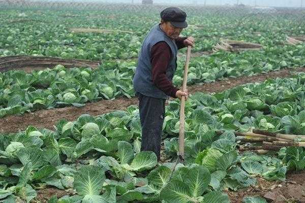 卷心菜种植那些门道，咱今儿个好好唠唠