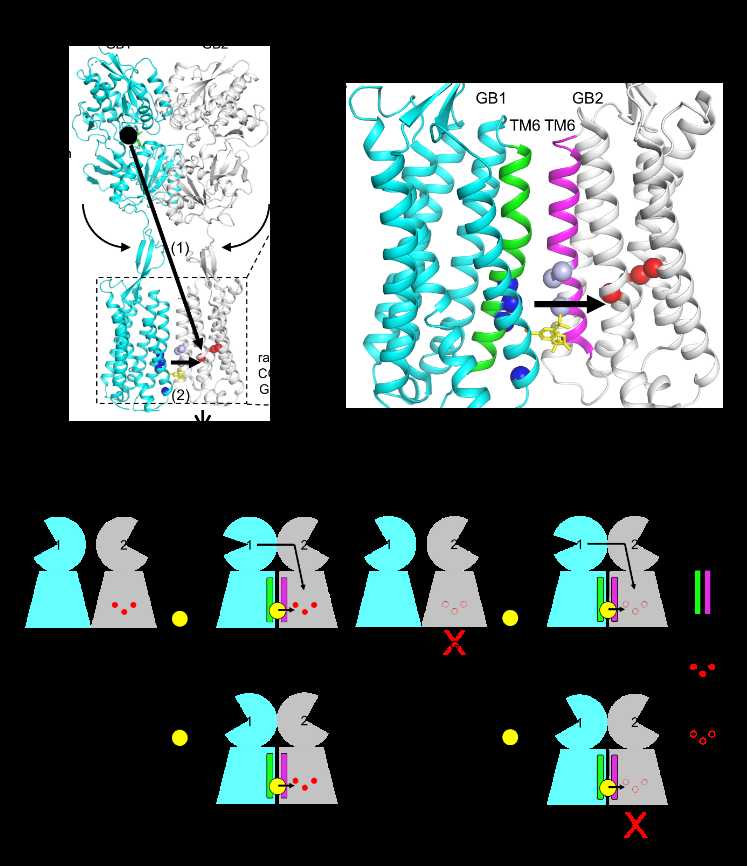 受体研究技术大：细胞信号的门道儿