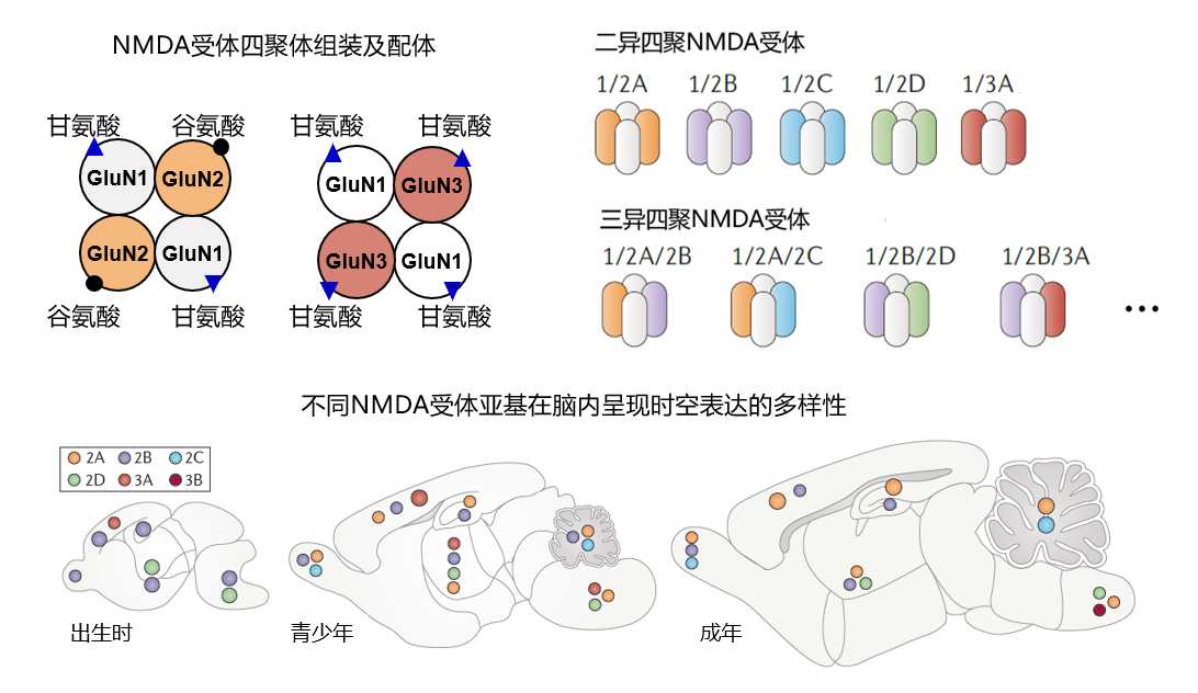 受体研究技术大：细胞信号的门道儿