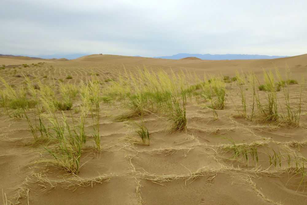 变沙漠智能:让荒芜之地焕发新生的奇迹 变沙漠智能:让荒芜之地焕发新生的奇迹