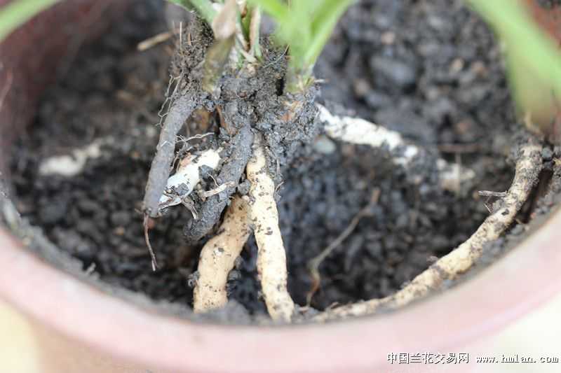 吊瓜子根的种植技术详解：从选种到采收的全流程指南