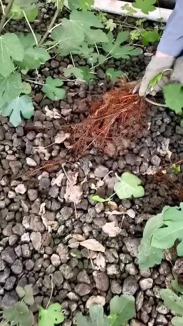 吊瓜子根的种植技术详解：从选种到采收的全流程指南