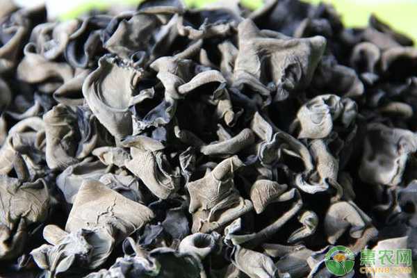 吊袋木耳催芽技术让木耳种植效益翻番的秘诀-第2张图片-正海烽科技 - 领先的只能推广行业,智能制造解决方案提供商 吊袋木耳催芽技术让木耳种植效益翻番的秘诀-第2张图片-正海烽科技 - 领先的只能推广行业,智能制造解决方案提供商