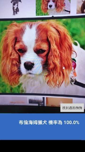 听懂了没得嘛？狗狗喊你回家吃饭！AI翻译狗语背后是千亿情感经济