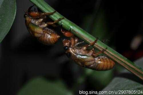 呦呵！您也对养“知了猴”动心了？这份接地气的实战指南请收好！