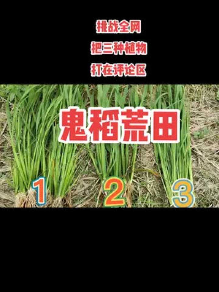 咱中国农技推广这十年：从“两张皮”到“一条心”的田间革命