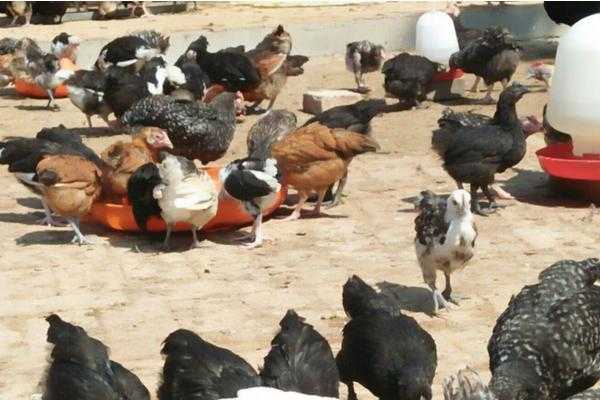 咱养蛋鸡的那些实在道道儿,您摸透了几条? 咱养蛋鸡的那些实在道道儿,您摸透了几条?