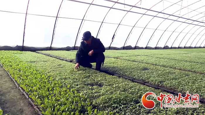 咱农民兄弟都爱的架豆王，从育苗开始就得摸透它的脾气