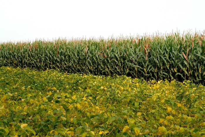 咱农民地里头的增收秘籍：玉米间种小葱技术详解