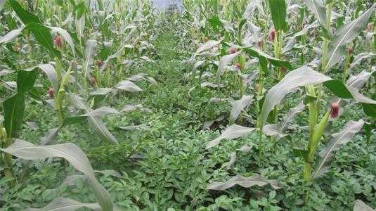 咱农民地里头的增收秘籍：玉米间种小葱技术详解