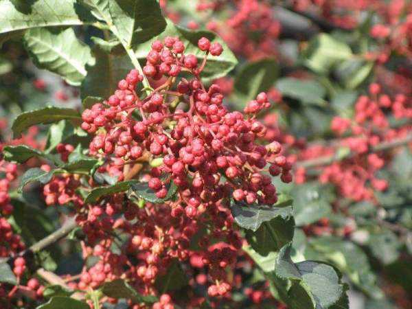 咱村里那个花椒种植技术大全，可算把你盼来了！