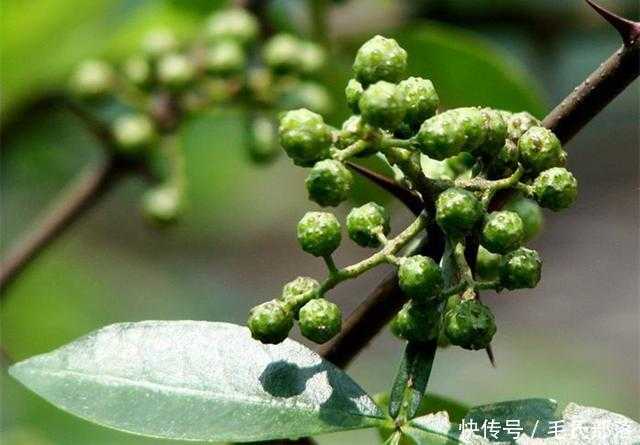 咱村里那个花椒种植技术大全，可算把你盼来了！