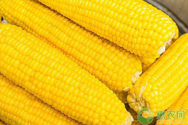 咱老百姓的玉米高产经,照着做准没错 咱老百姓的玉米高产经,照着做准没错