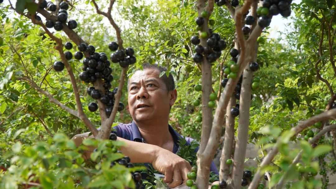 嘉宝果种植技术全攻略：让你轻松成为果园高手