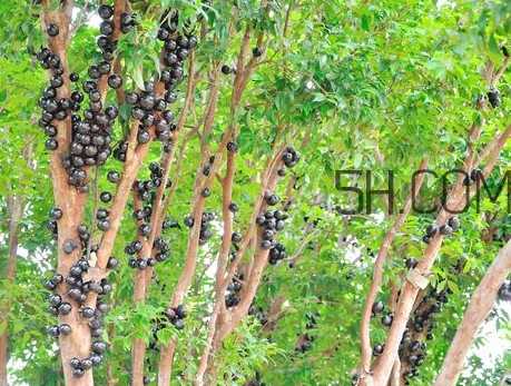 嘉宝果种植技术全攻略：让你轻松成为果园高手