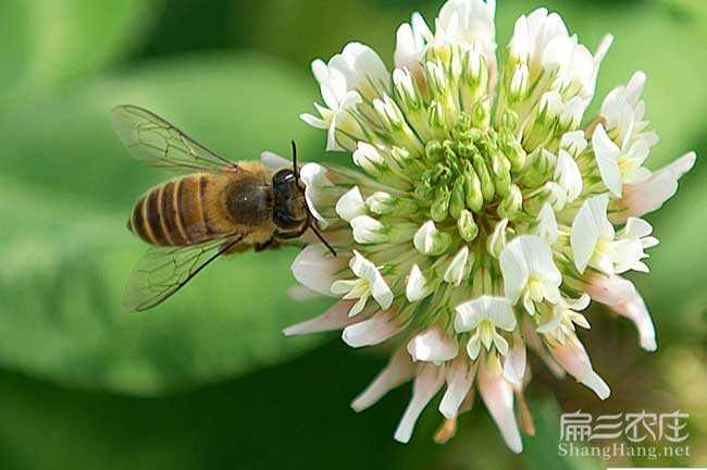 嘿，养蜂的伙计们，咱们来唠唠那黄澄澄的意大利蜜蜂咋伺候-第1张图片-正海烽科技 - 领先的只能推广行业，智能制造解决方案提供商
