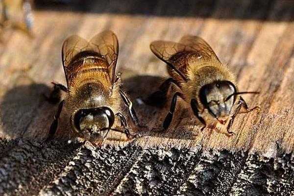 嘿，养蜂的伙计们，咱们来唠唠那黄澄澄的意大利蜜蜂咋伺候-第2张图片-正海烽科技 - 领先的只能推广行业，智能制造解决方案提供商