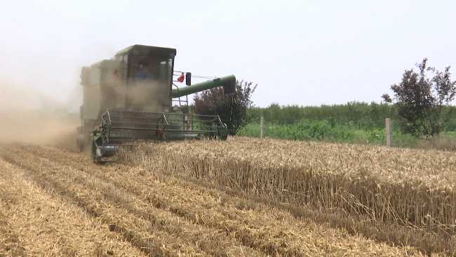 嘿，老乡，来唠唠地里那点事儿，今天不说别的，就说说这施肥的时辰学问