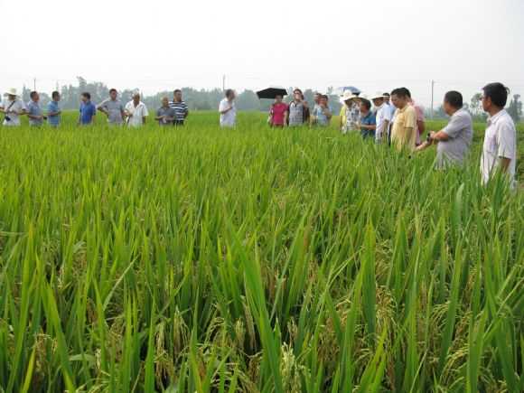 嘿，老伙计，咱们来唠唠田里那点事儿