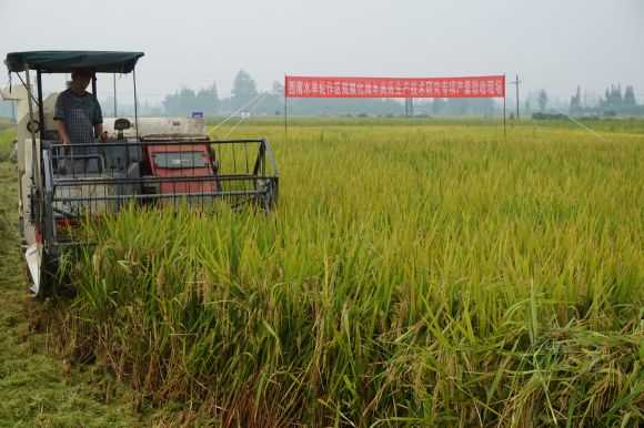 嘿，老伙计，咱们来唠唠田里那点事儿
