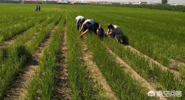 嘿，老铁，旱地也能种出金稻穗？这场种植革命正在悄悄改变咱的田地！-第1张图片-正海烽科技 - 领先的只能推广行业，智能制造解决方案提供商