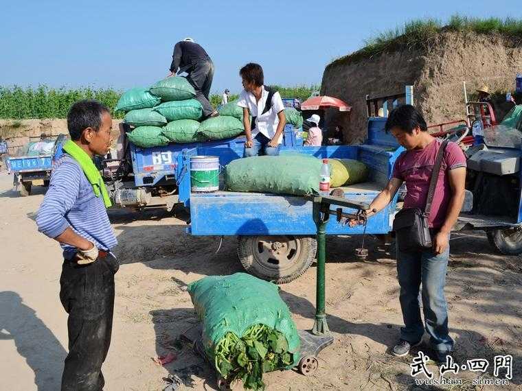 嚯！这架豆王种好了真是一门来钱的学问-第2张图片-正海烽科技 - 领先的只能推广行业，智能制造解决方案提供商