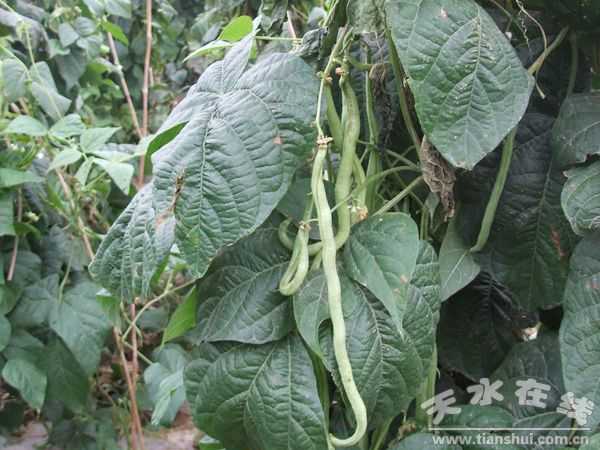 嚯！这架豆王种好了真是一门来钱的学问-第1张图片-正海烽科技 - 领先的只能推广行业，智能制造解决方案提供商