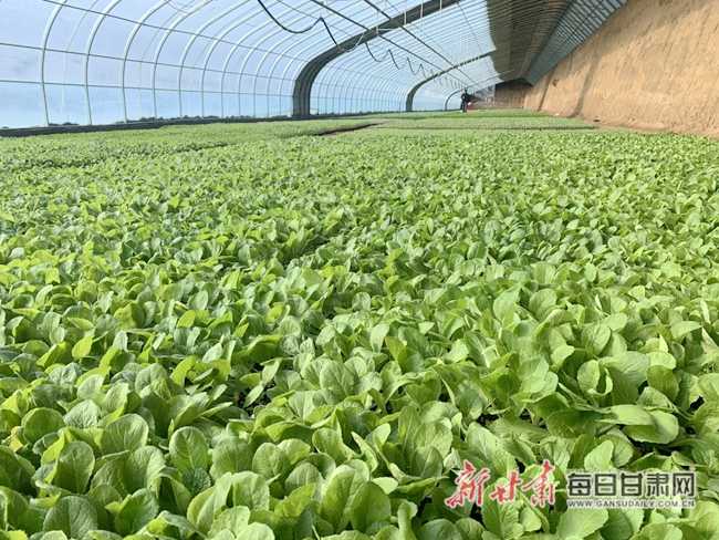 四季种菜有诀窍,手把手教你从春忙到冬,年年好收成 四季种菜有诀窍,手把手教你从春忙到冬,年年好收成