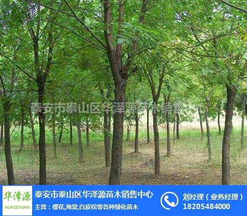 国槐栽植全攻略：从选苗到成荫的实用技巧