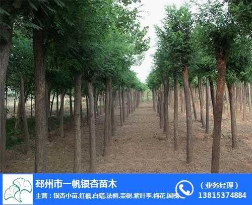 国槐栽植全攻略：从选苗到成荫的实用技巧