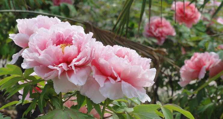 国色天香入镜来牡丹拍摄全技巧