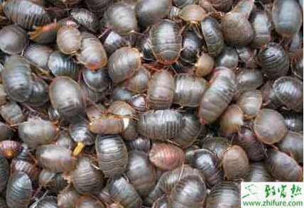 土元养殖手把手 从零开始把虫养