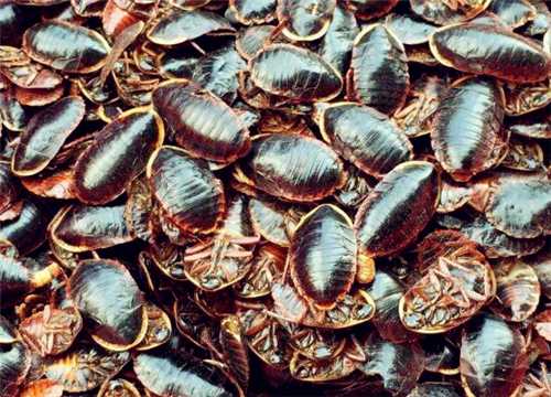 土元养殖手把手 从零开始把虫养